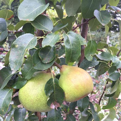 Pyrus Communis Doyenne Du Comice Pear Doyenne Du Comice In