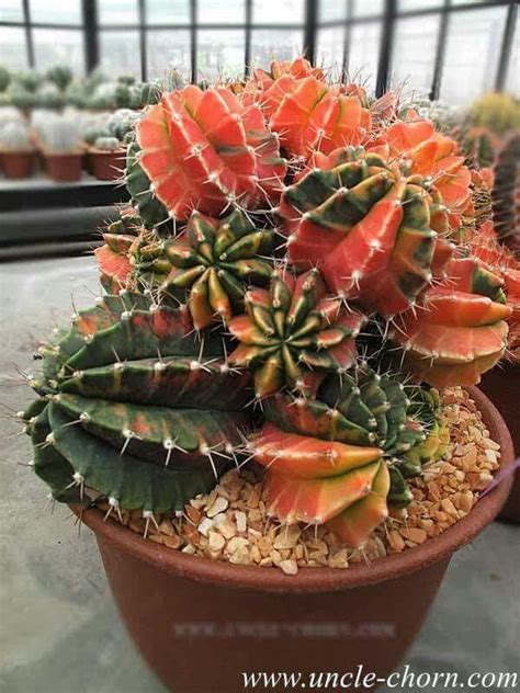 Al contrario de las espinas pequeñas, las grandes y las bolas de espinas son fáciles de retirar de el lavado retirará las espinas pequeñas que no pudiste quitar con la mano. Cactus | Semillas de cactus, Cactus y suculentas, Cultivo ...