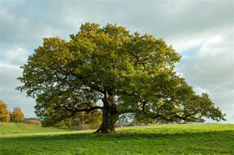 Oak Tree Identification Gardenerdy