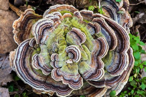 discover the health benefits of turkey tail mushroom