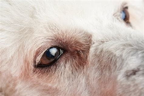 The First Symptoms Of Pink Eye In Dogs And What To Do My Animals