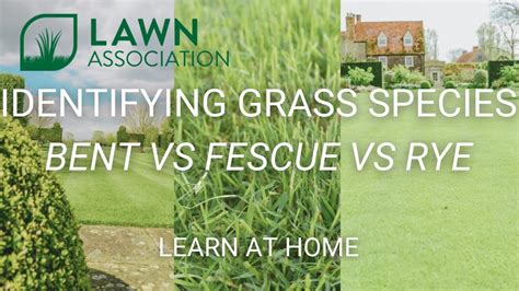 Identifying Grass Species Bent Vs Fescue Vs Rye Is Your Lawn Ready