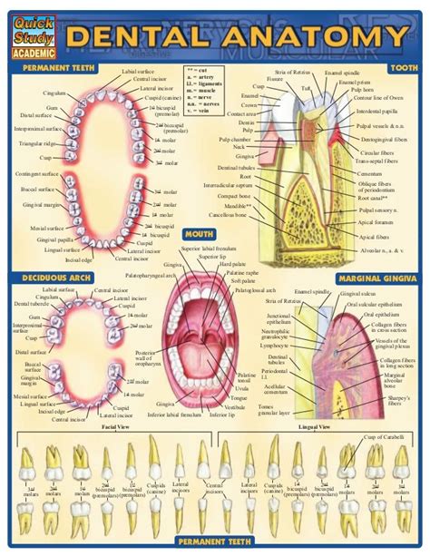 Dental Anatomy Referenceguide Dental Anatomy Dental Hygiene School