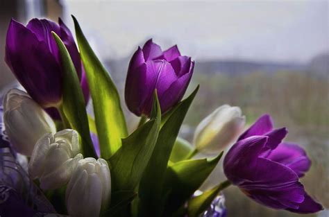 By Tartuga Purple Tulips White Tulips Flowers