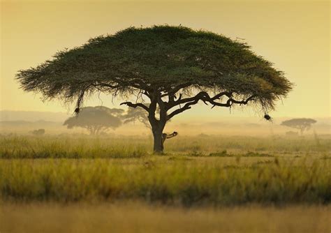 Umbrella Acacia Tree Kenya East Africa African Landscape African