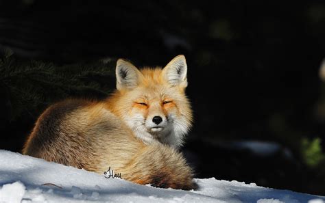 Red Fox Curled Up In The Sunshine 2541b 2 Jen Hall Flickr