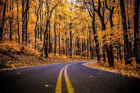 Hd Wallpaper Foliage Forest 4k Pathway Autumn Tree Road The Way
