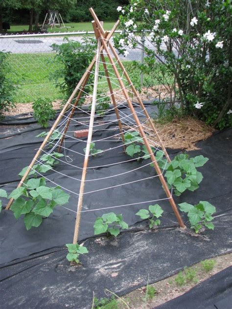 23 Functional Cucumber Trellis Ideas Guaranteed to Boost Your Harvest ...