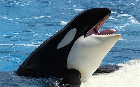 It is the largest member of the delphinidae family, or dolphins. Orca ♡ - Orca - the killer whale Photo (35737437) - Fanpop