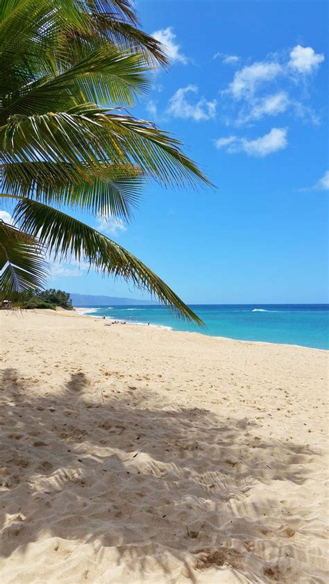 A Beach With Palm Trees And The Ocean In The Background