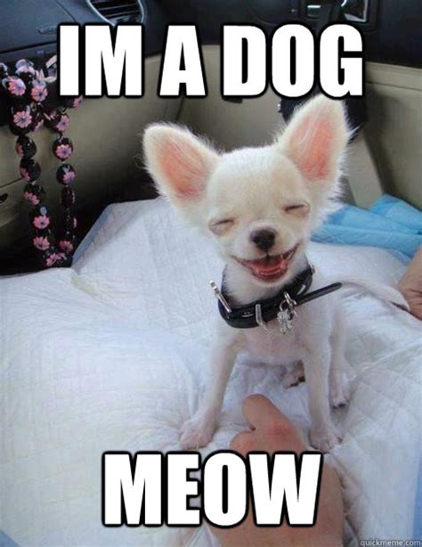 Im A Dog Meow Stoner Chihuahua Quickmeme