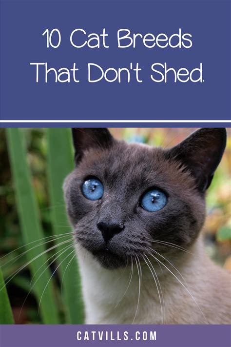 What Is The Best Non Shedding Cat Cat Meme Stock Pictures And Photos