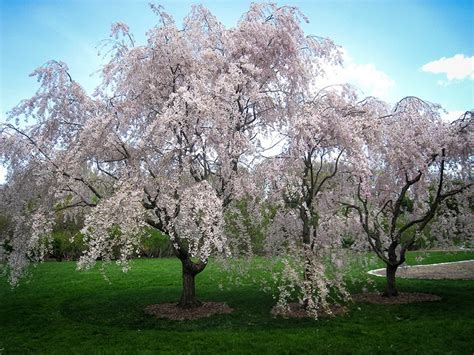 Buy White Weeping Cherry Trees The Tree Center™