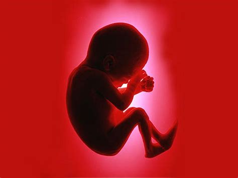Fetal Development Foetal Development In Ayurveda