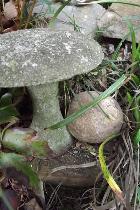 A great soil builder, it's also really useful for keeping. 17 Best images about concrete mushrooms on Pinterest ...