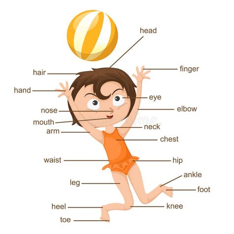 Vocabulary Part Of Body Stock Vector Illustration Of Child 48656707