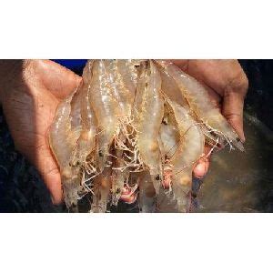 Prawn Seeds In Telangana Manufacturers And Suppliers India