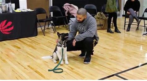 Pin By Bianca Huntley♏ On Drake Celebs Dogs Male