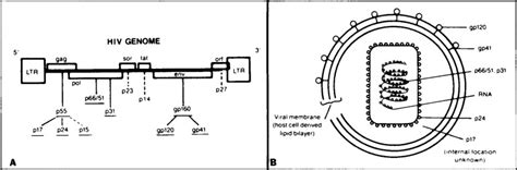 Serologic Testing For Human Immunodeficiency Virus Antibodies Mayo