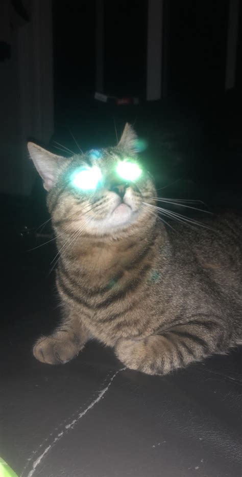 Psbattle Glowing Cat Eyes Rphotoshopbattles