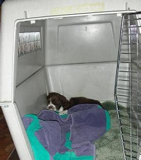 Using a crate to house train puppy. How to potty train a puppy - dog housetraining | ThatMutt ...