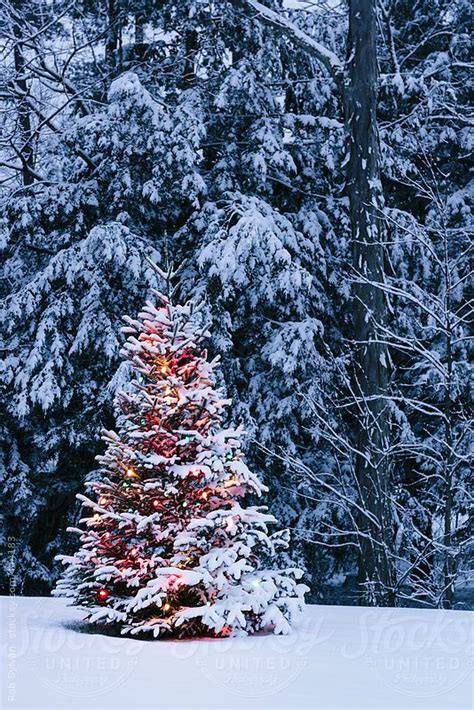 Christmas Tree By Rob Sylvan Christmas Tree Wallpaper Snow Covered