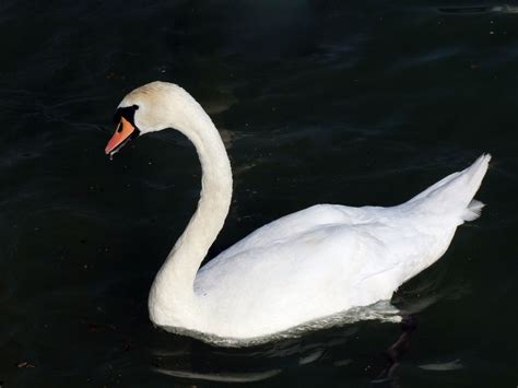 Swan Free Stock Photo Public Domain Pictures