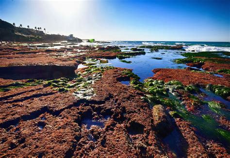 Tide Pools In San Diego California When The Tide Is Out A Flickr