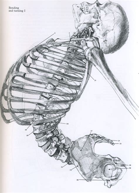 Artistic Anatomy Anatomy Art Human Anatomy Art Skeleton Drawings