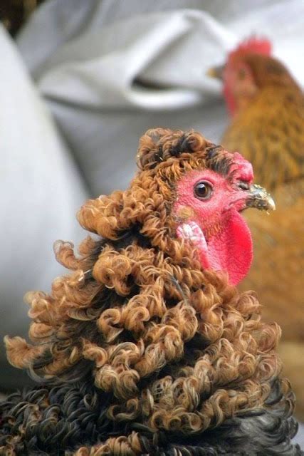 The Chinese Chicken That Looks Like It Has Had A Perm Picture Of The Day
