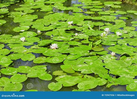 Water Lily On Swamp Stock Photo Image Of Green Reflection 72947556