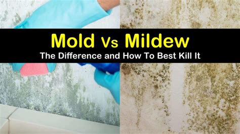 Important Differences Between Mold And Mildew And How To Clean Them