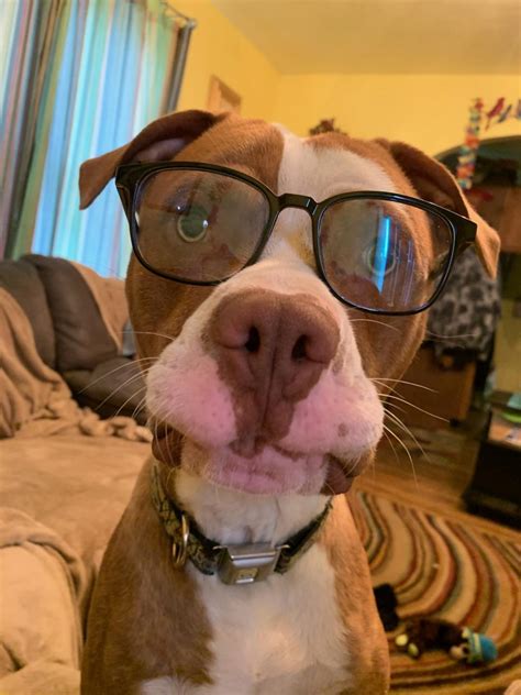 Psbattle A Dog Wearing Glasses Rphotoshopbattles