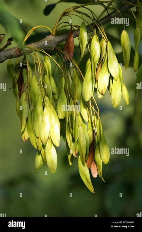 European Ash Or Common Ash Tree Seeds Fraxinus Excelsior Oleaceae