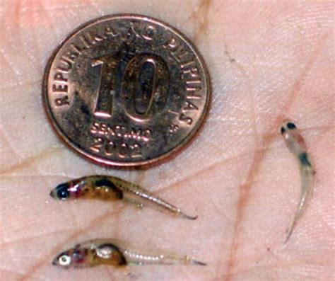 Naturalists World Dr Abe V Rotor Sinarapan Smallest Fish