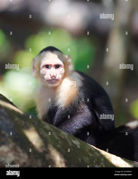 Wild White Faced Capuchin Monkey In Manuel Antonio National Park Costa