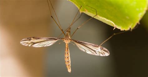 3 Pesky Bugs That Look Like Mosquitoes And How To Get Rid Of Them