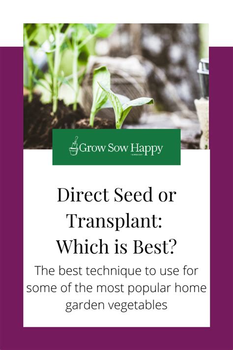 Direct Seed Vs Transplant Choosing The Best Planting Method — Grow Sow