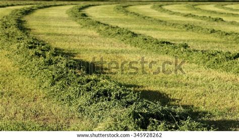 View Freshly Cut Alfalfa Field Be Stock Photo Edit Now 345928262
