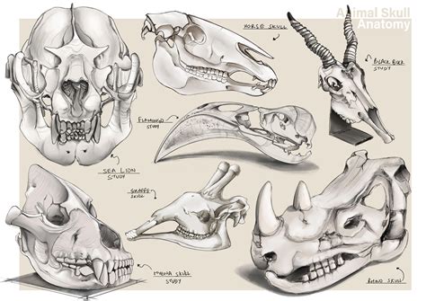 Animal Skull Reference Study Rdrawing