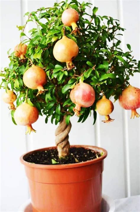 10 Dwarf Fruit Trees That You Can Grow In Pots Easily Fruit Trees In