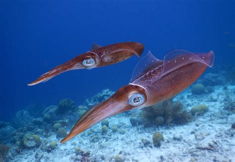 Watch Giant Squid Hunt Their Prey In Never Before Seen Video Footage Bgr