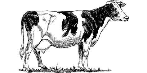 Rüyada inek sağmak ne demek? İnek sağdığını görmek nedir - Diyadinnet