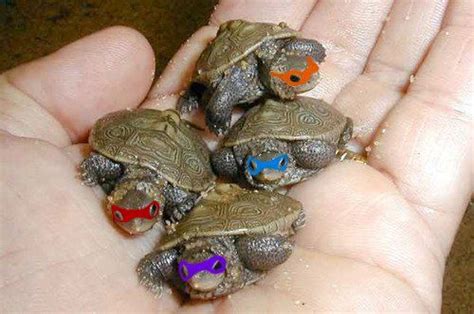 Cute Baby Turtles Weneedfun