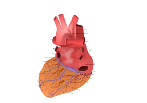 Human Heart Posterior View Openclipart