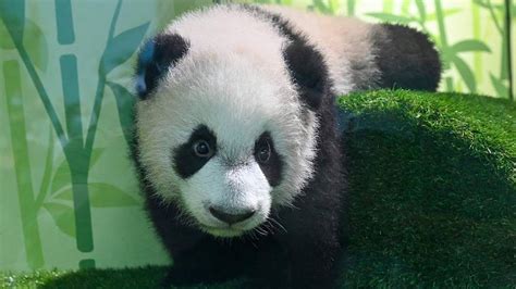 Baby Panda Named Le Le After Public Voting In Singapore 熊猫宝宝 叻叻 首次与公众