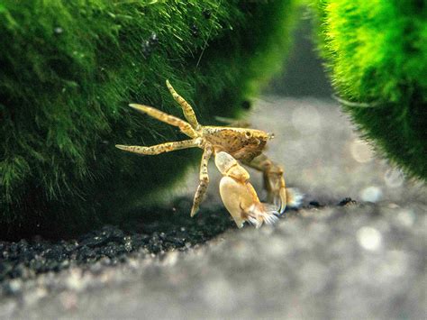 Aquatic Arts 3 Live Freshwater Pom Pom Crabs Real Living Nano