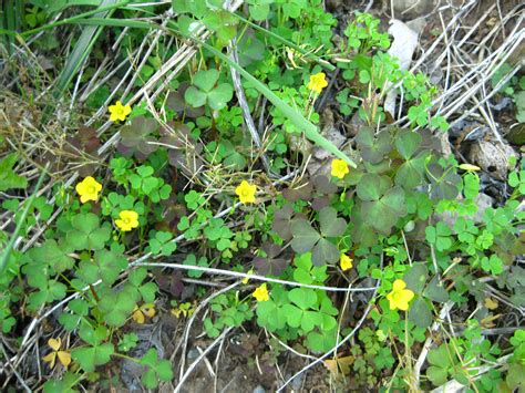 Greenbrier's commercial activities and community life center around two central streets, main street and broadview street. Wood Sorrel, Yellow - Wildfoods 4 Wildlife