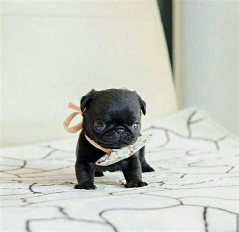 Blackyyyyyyyyy Cute Dogs Cute Baby Pugs Baby Pugs Cute Pugs