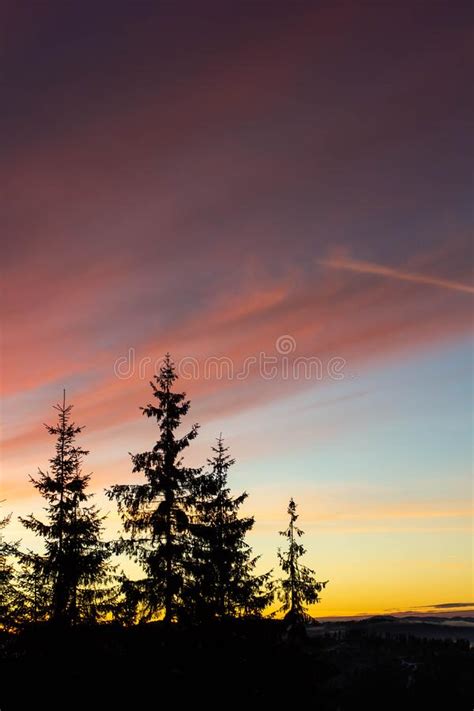 Beautiful Colorful Vanilla Sky Sunset Over The Pine Trees Stock Photo